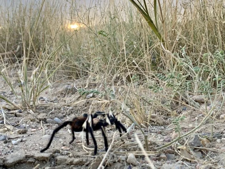 20349 tarantula festival banner