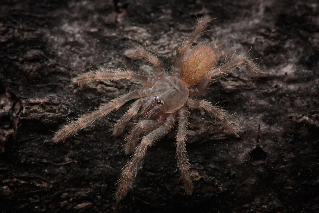 20352 tarantula species cebu