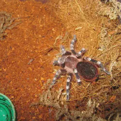 /img/20352-tarantula-vet.webp