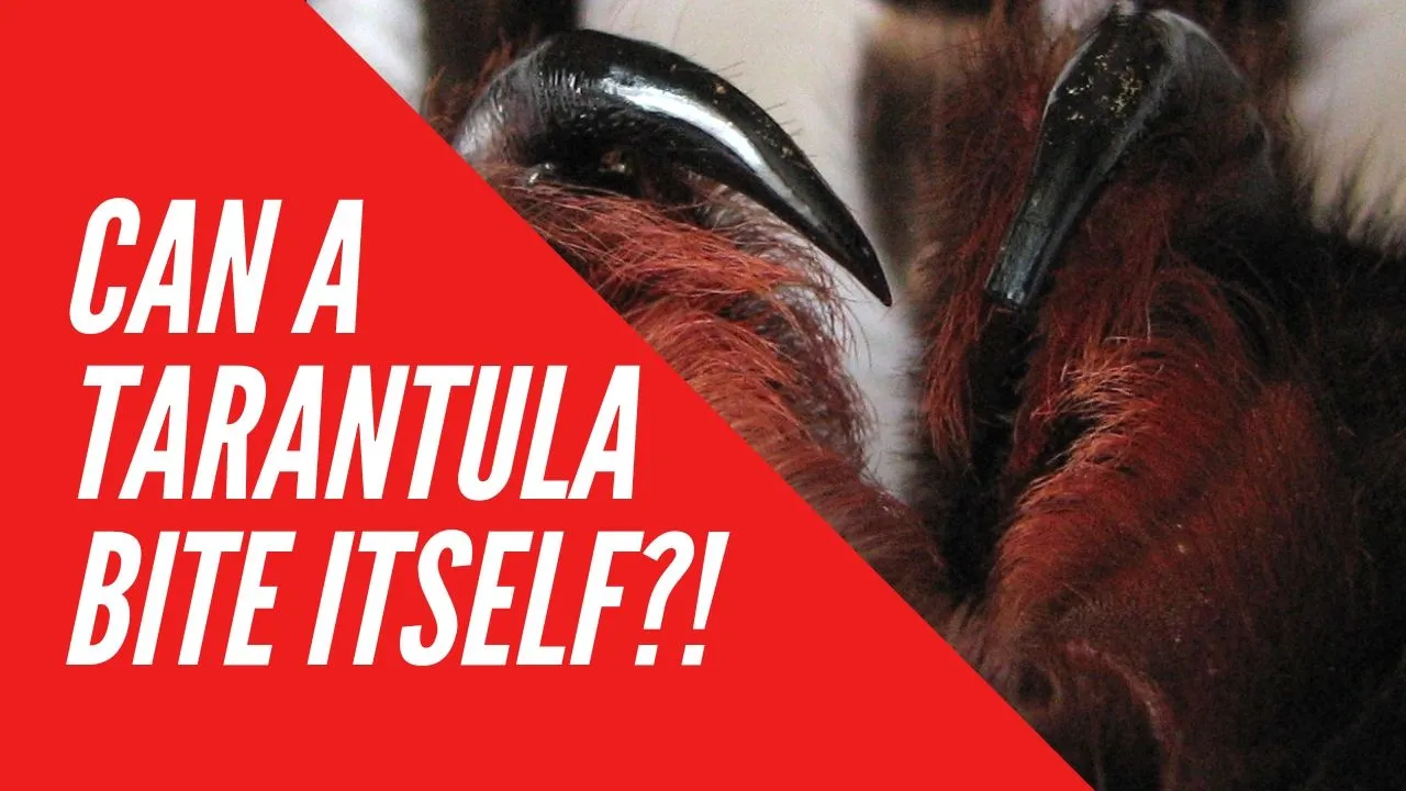 20353 tarantula dream image1