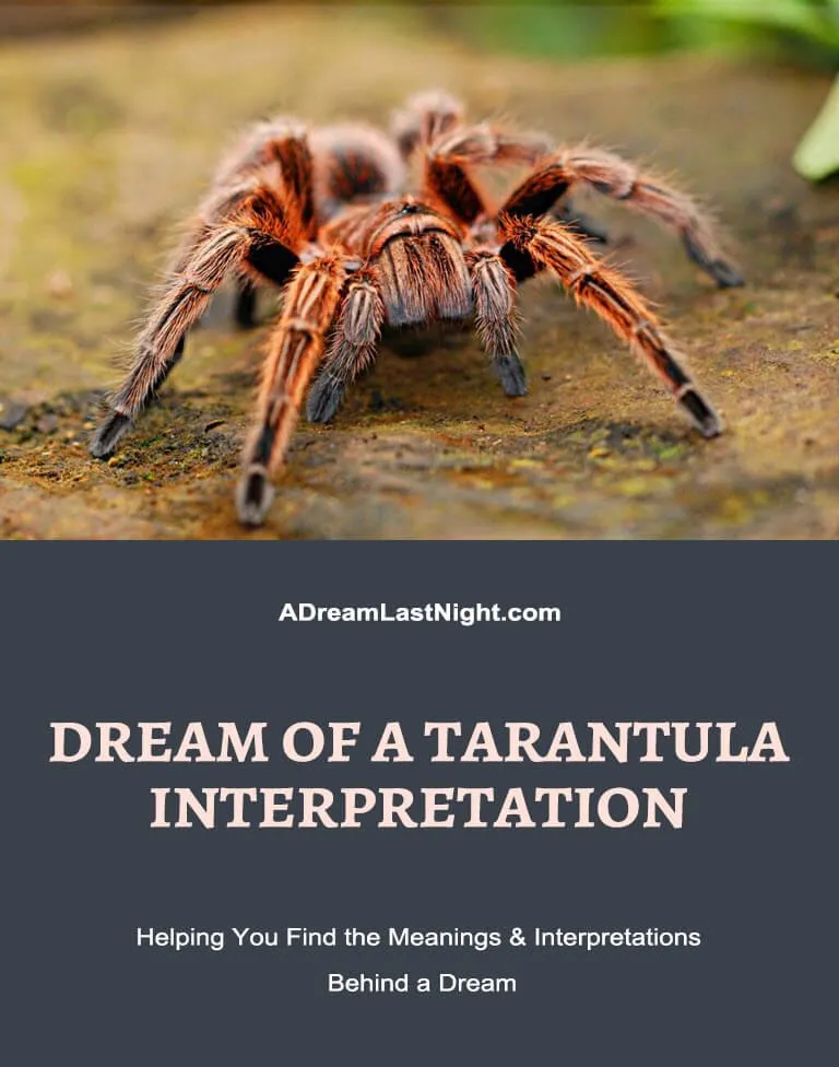 20353 tarantula dream image5