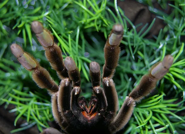 20353 tarantula dream image6