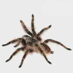 /img/20355-curly-hair-tarantula-choosing.webp