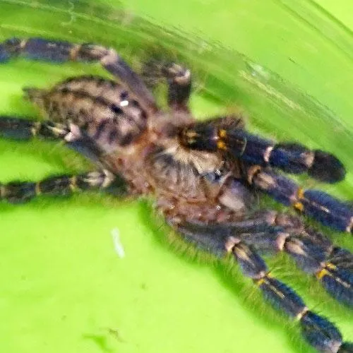 20356 gsty temperature