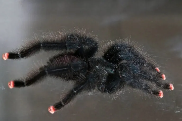 /img/20359-pink-toe-tarantula-healthy.webp