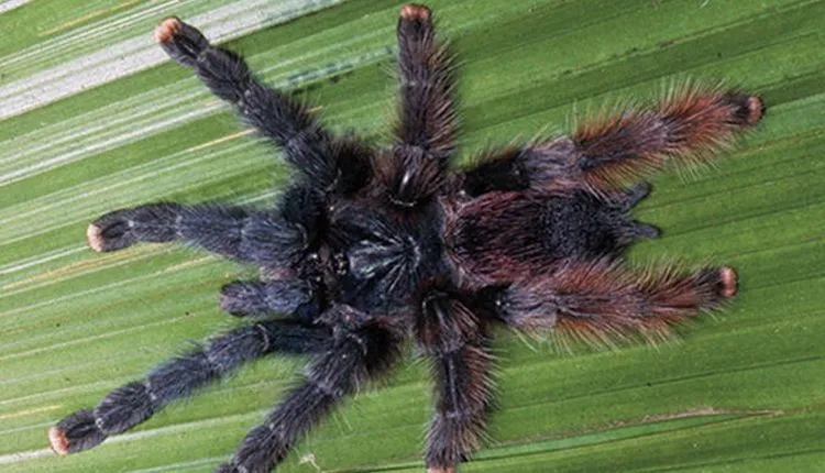 20359 pink toe tarantula humidity