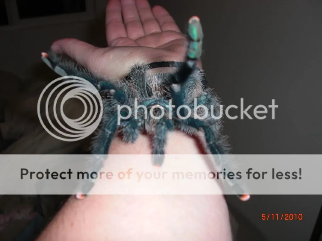 20359 pink toe tarantula molting