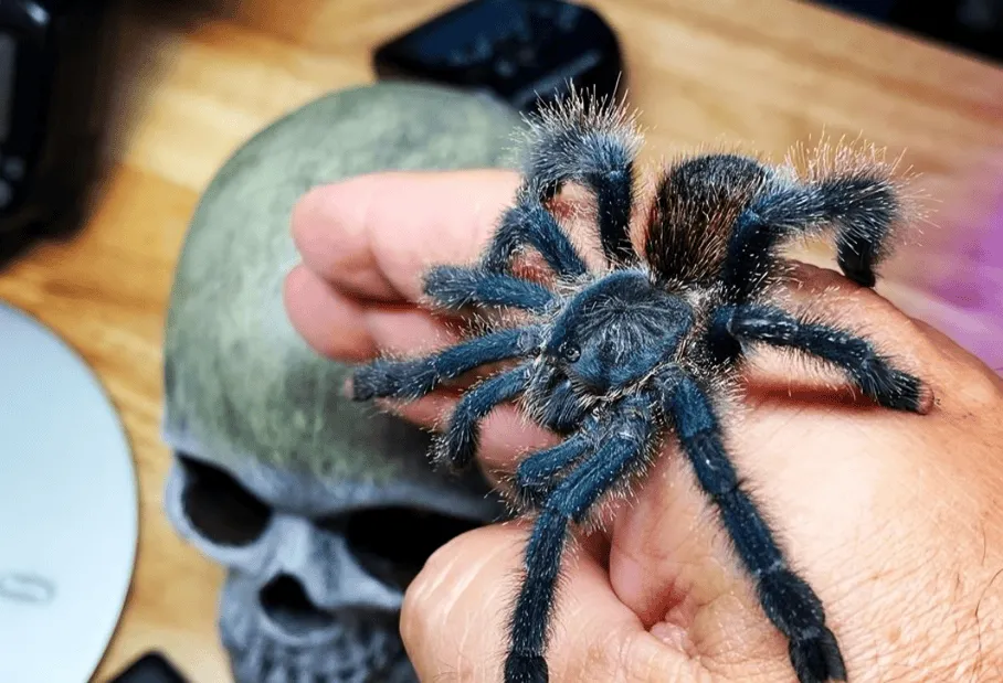 20359 pink toe tarantula stress