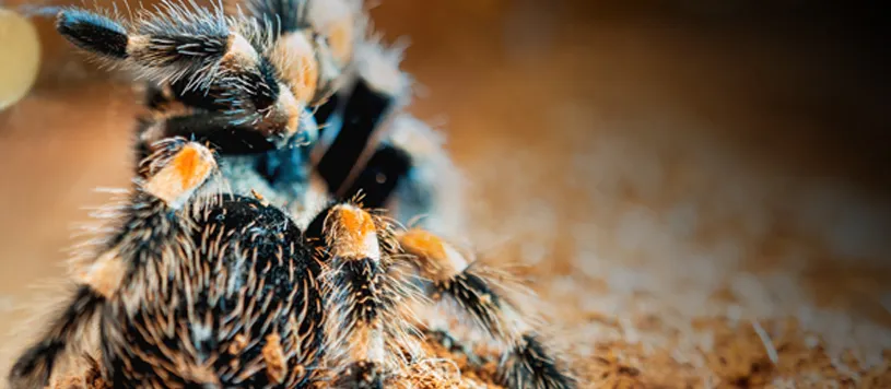 20362 tarantula handling