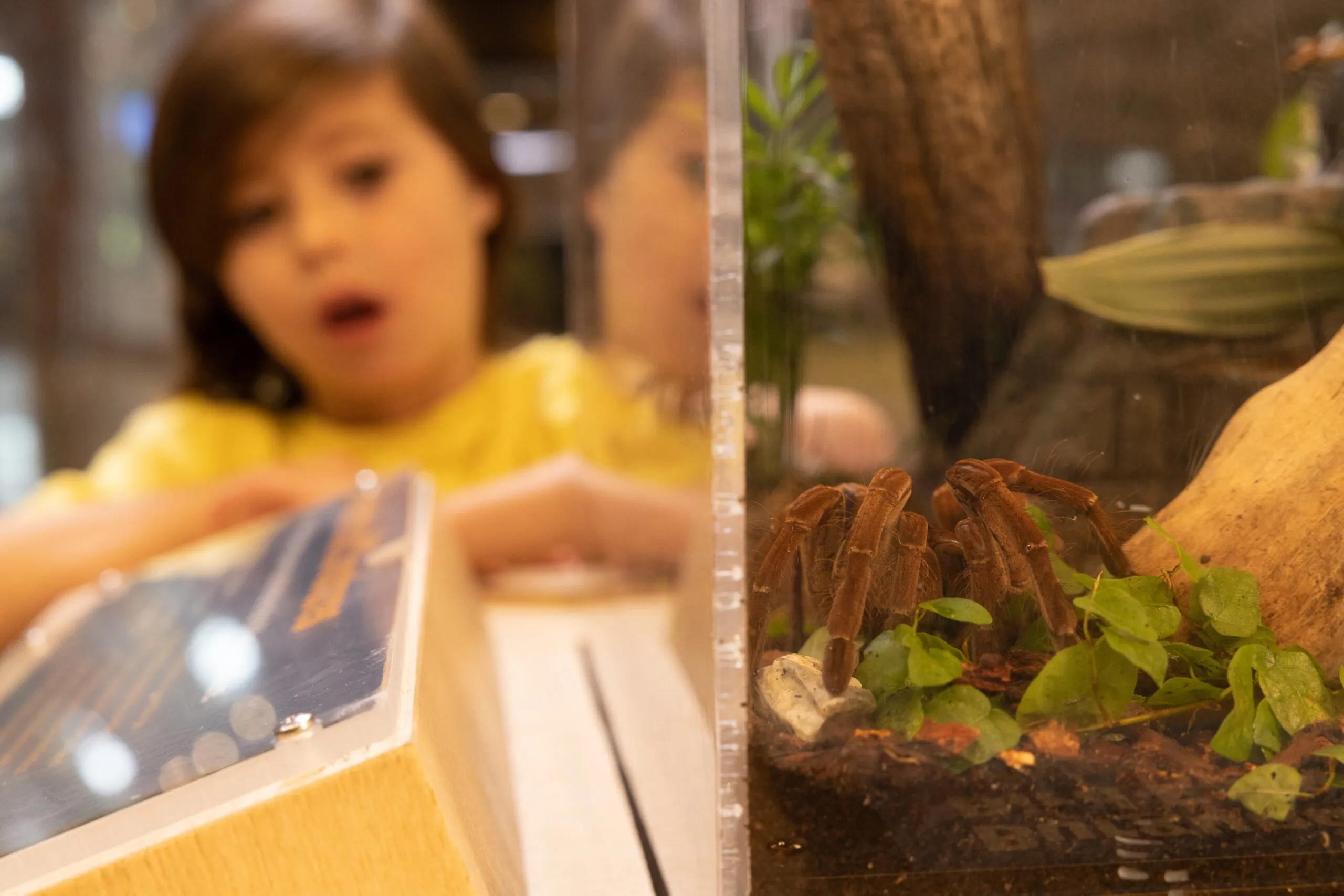 20362 tarantula venom composition