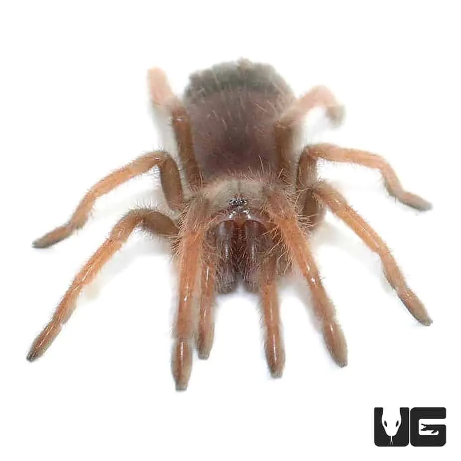 20363 ideal tarantula enclosure