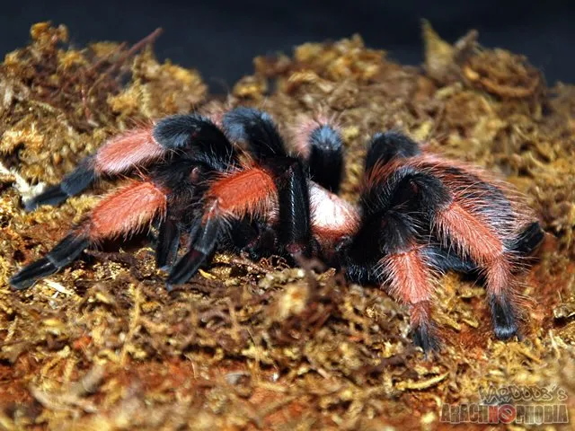 20363 tarantula environmental conditions