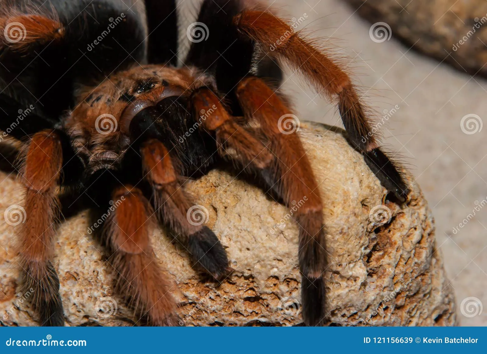20363 tarantula feeding