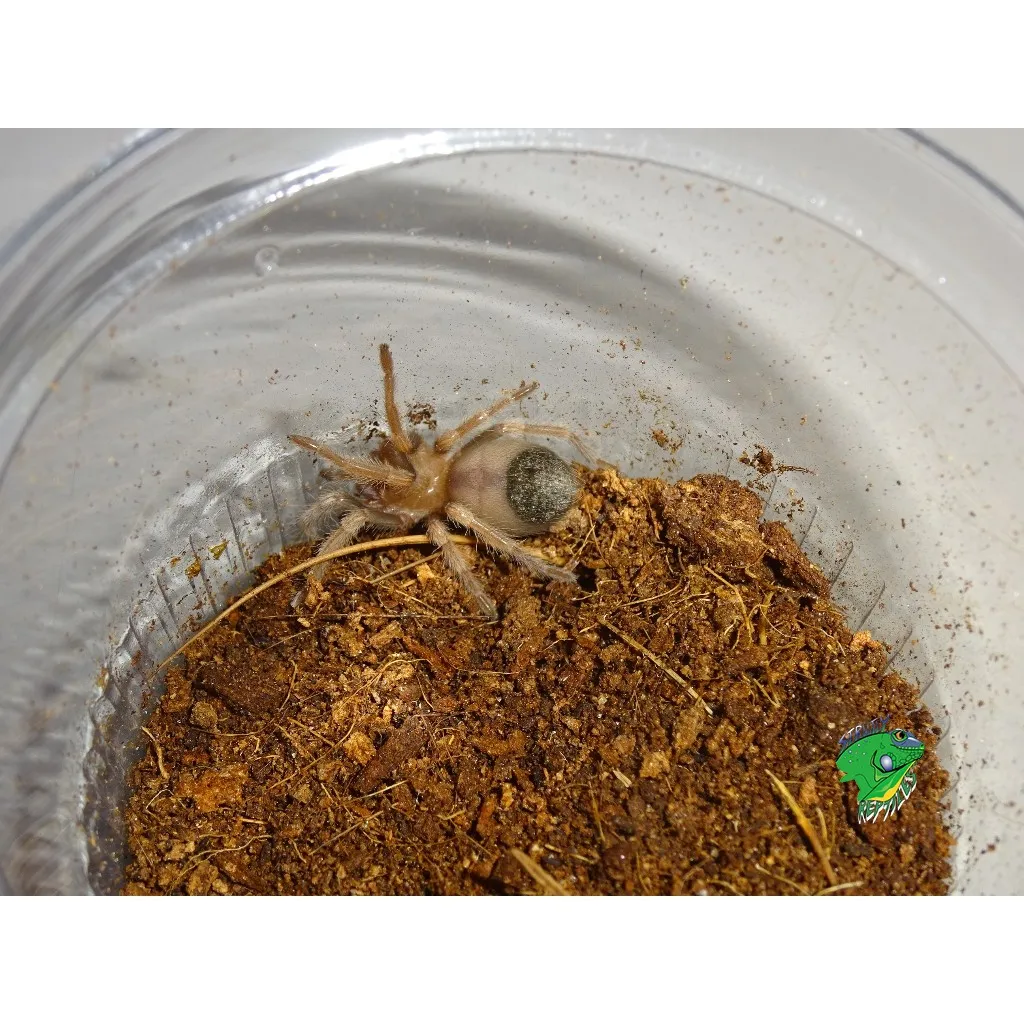 20363 tarantula health issues
