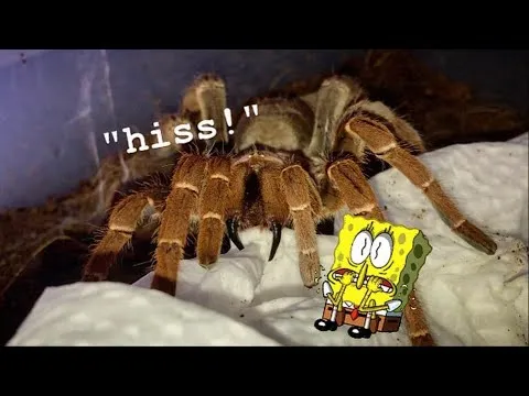 /img/20365-tarantula-queen-breeding.webp
