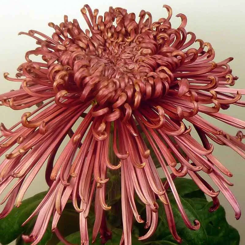 20365 tarantula queen health