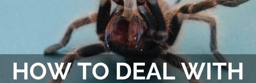 20367 tarantula wasp mandibles