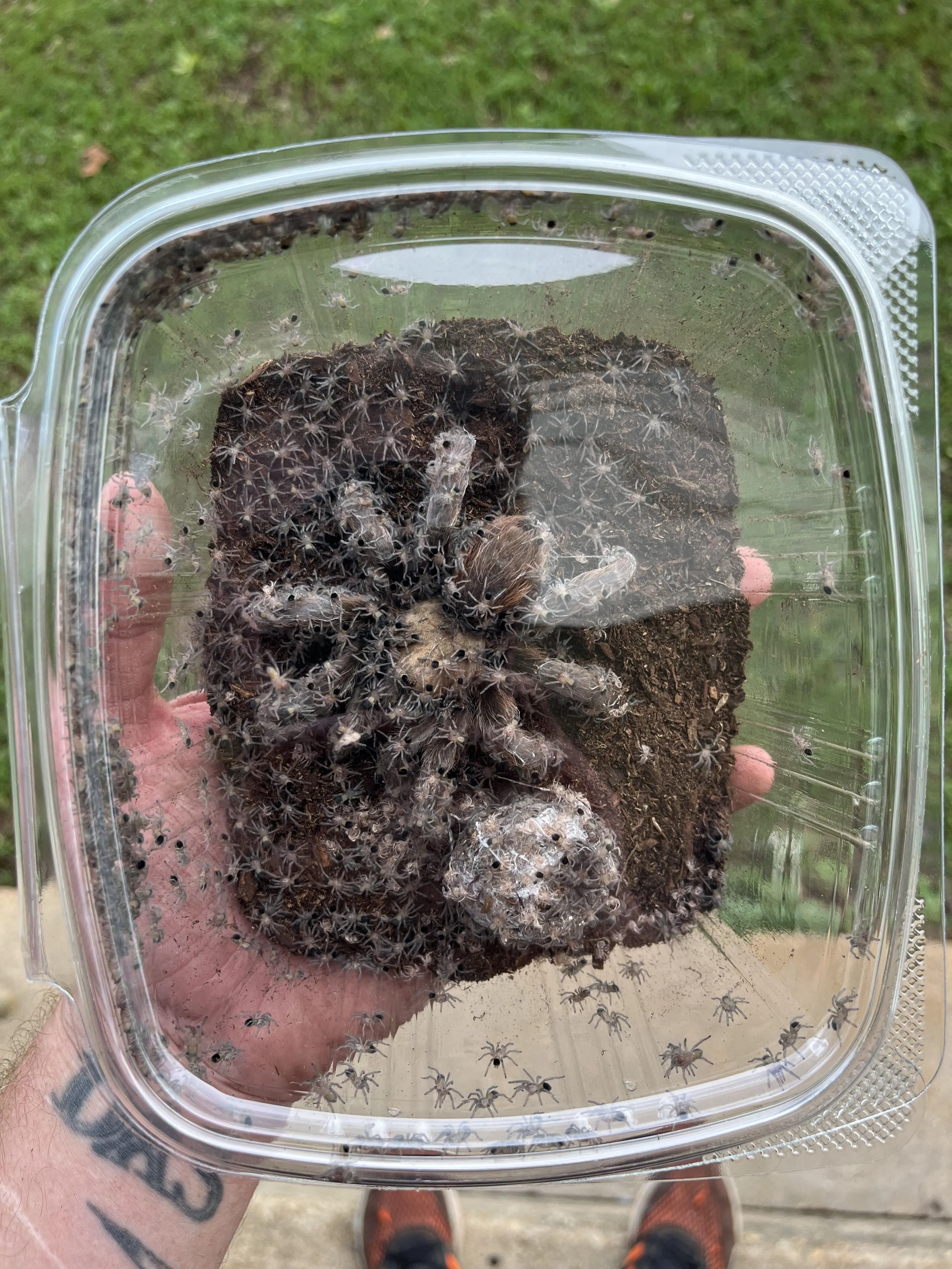 20368 blue tarantula baby feeding