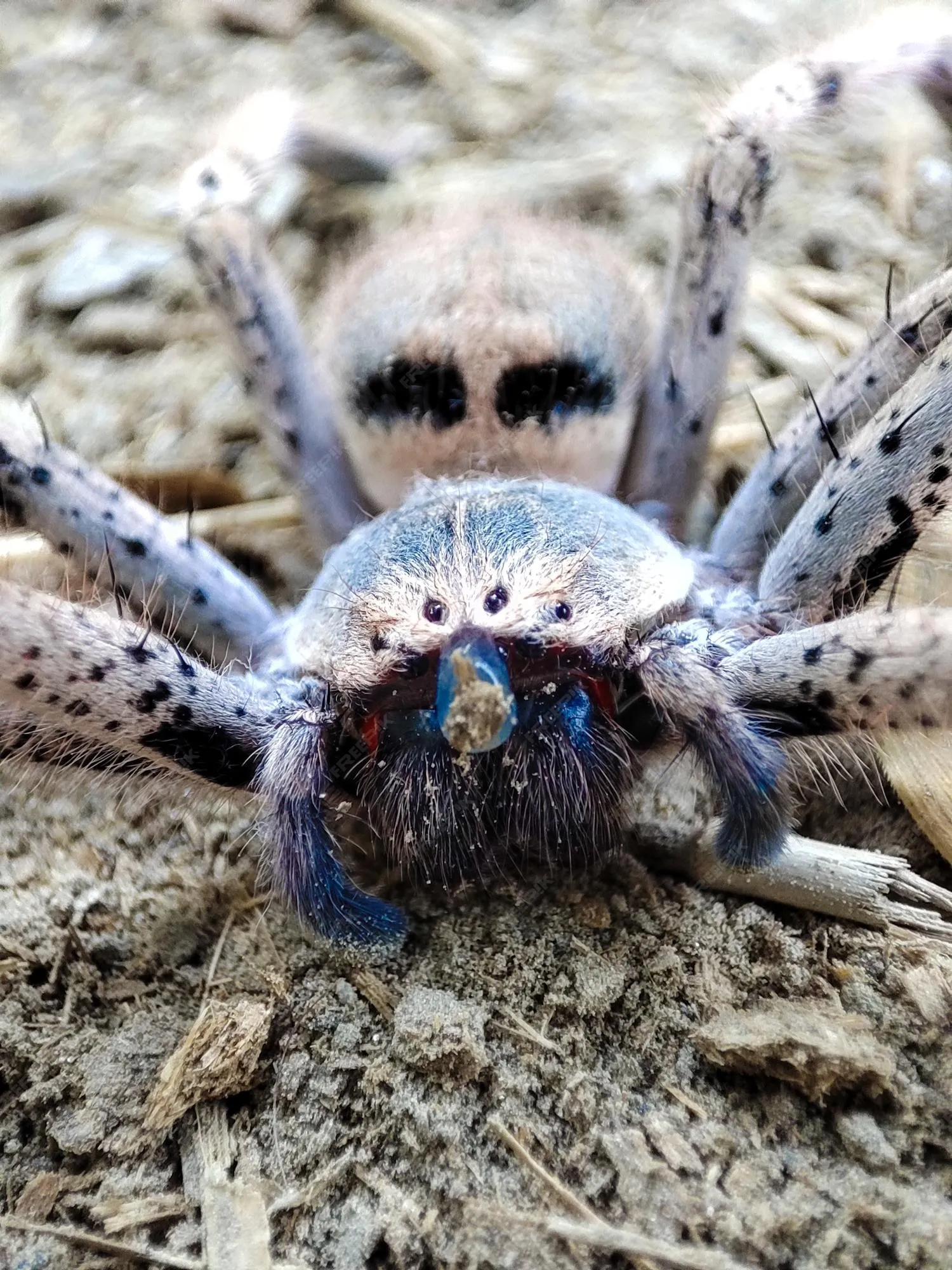/img/20368-blue-tarantula-baby-growth.webp