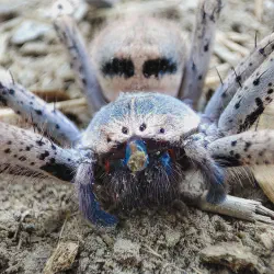/img/20368-blue-tarantula-baby-growth.webp