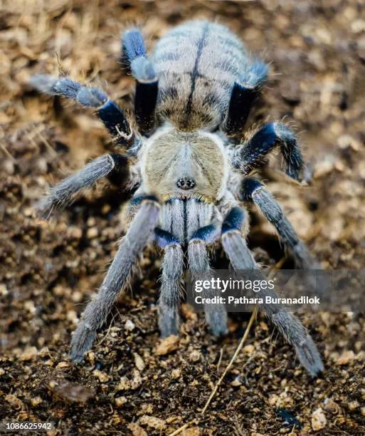 20368 blue tarantula baby size