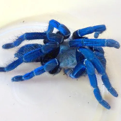 20368 blue tarantula mating