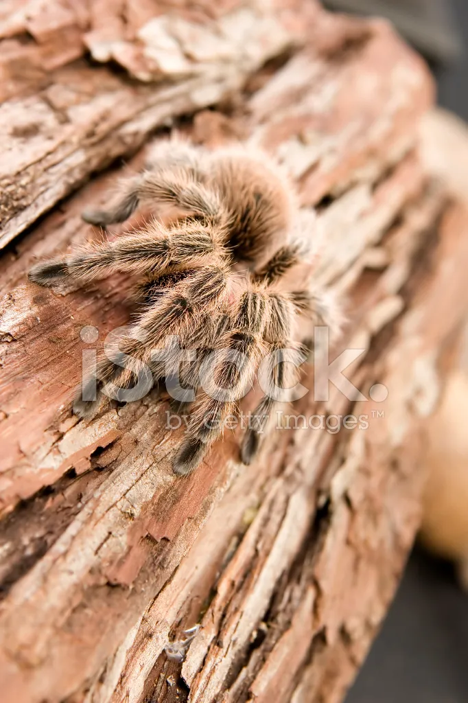 20372 chilean rose tarantula morphs