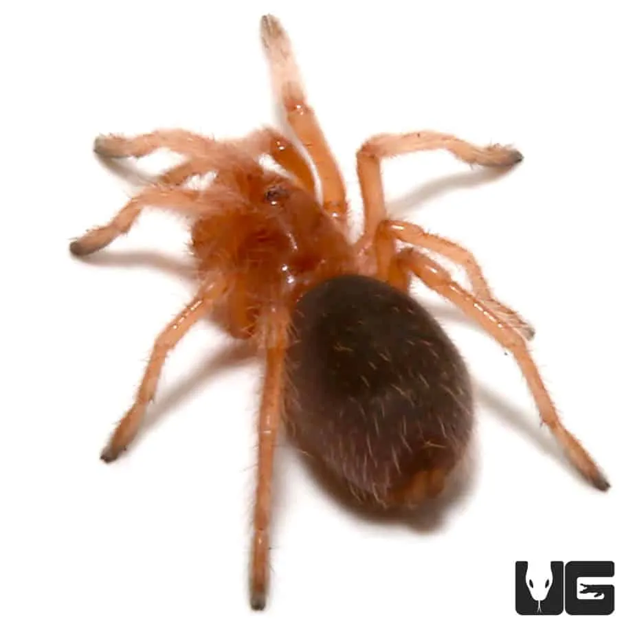 /img/20372-chilean-rose-tarantula-veterinary.webp