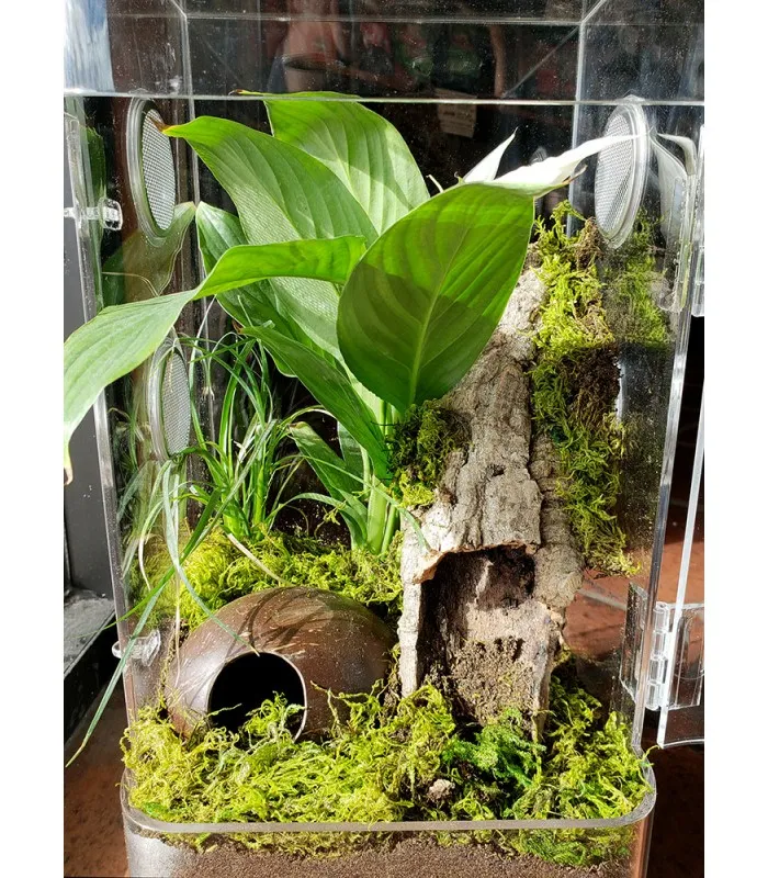 20376 arboreal tarantula enclosure size