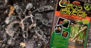 20379 tarantula burrowing