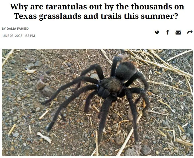 20383 tarantula avoidance