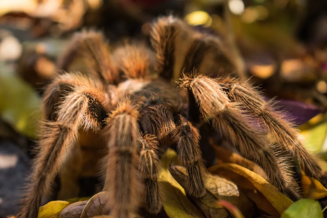 20384 chroma tarantula feeding