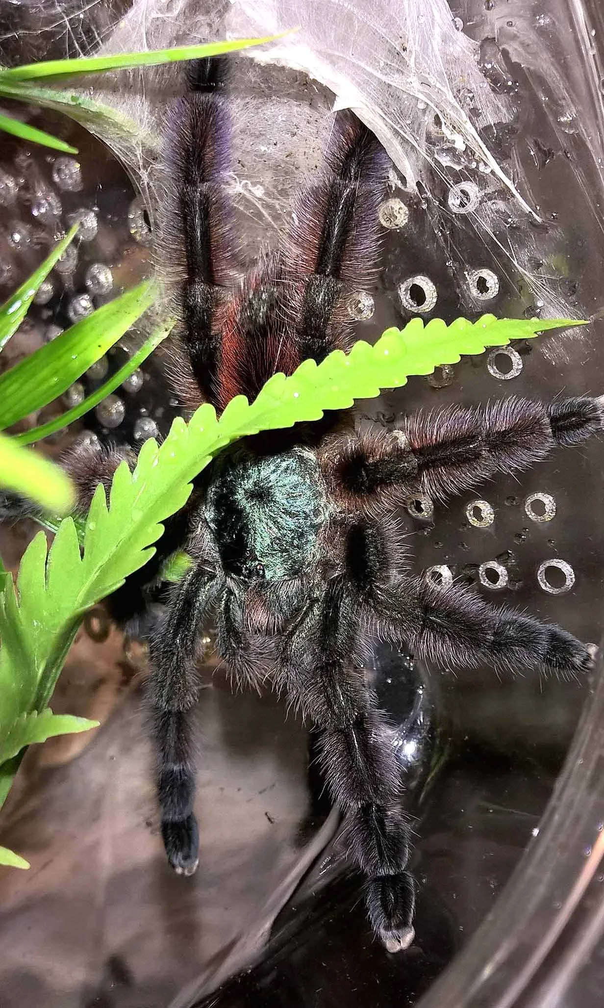 20384 chroma tarantula habitat