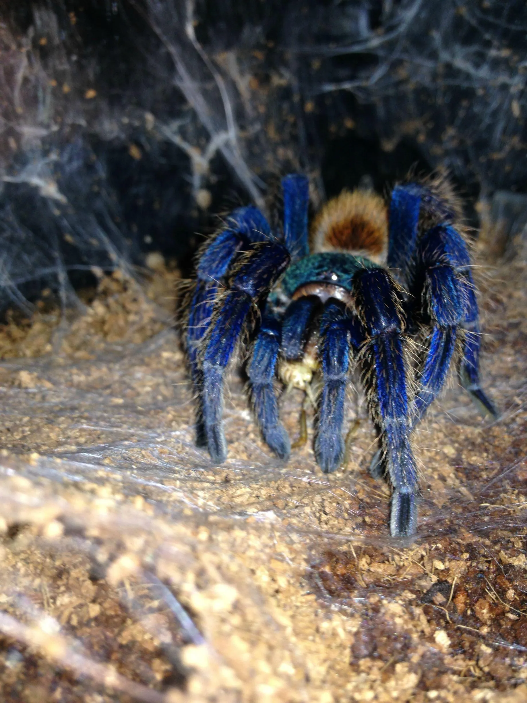 20384 chroma tarantula handling