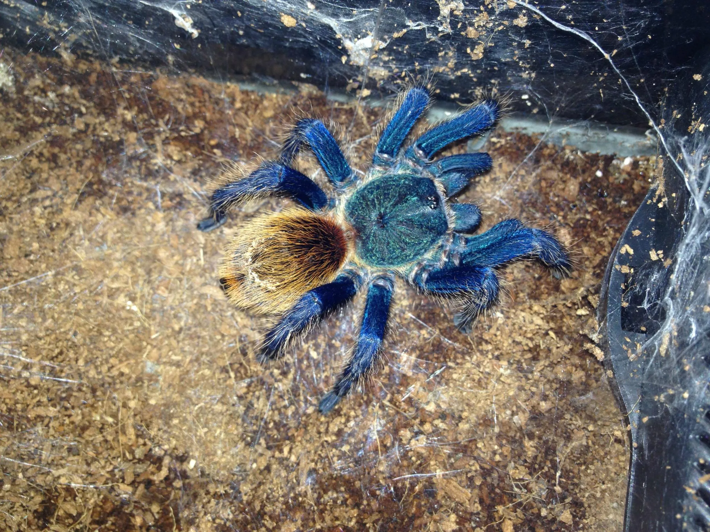 20384 chroma tarantula molting