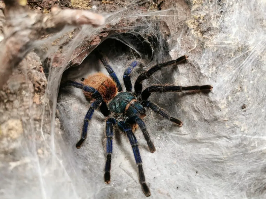 /img/20384-chroma-tarantula-vet.webp