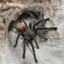 /img/20384-chroma-tarantula-vet.webp