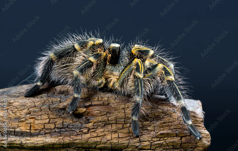 20384 chroma tarantula water