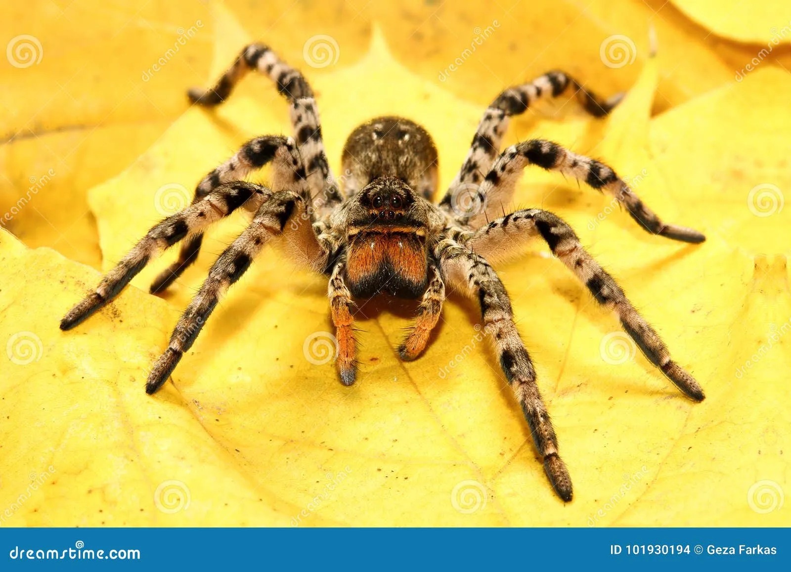 20386 cobalt blue tarantula