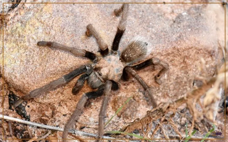 20386 goliath birdeater