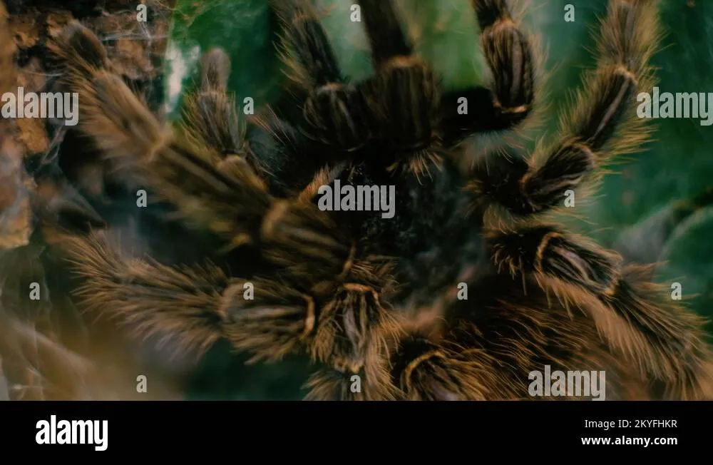 20386 pinkfoot goliath