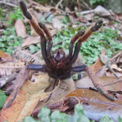 /img/20386-tarantula-bite.webp
