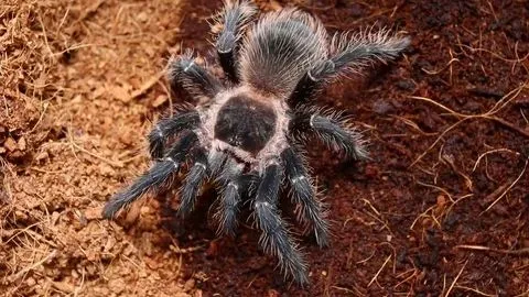 20386 tiger rump tarantula