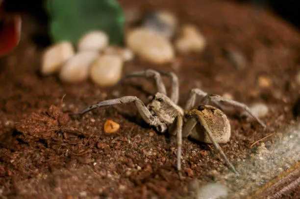 20390 colorful tarantula picture