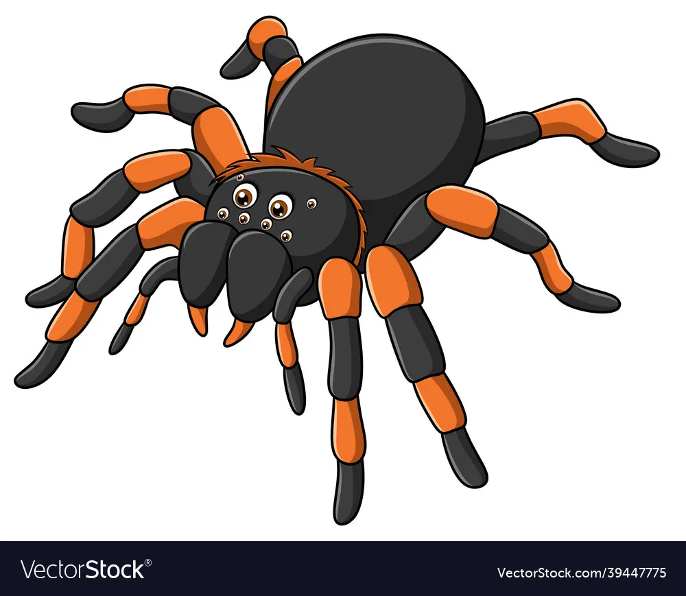 20390 fuzzy tarantula picture