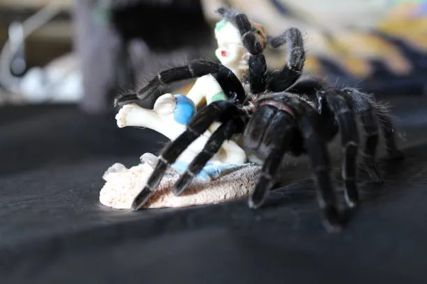 20390 smallest tarantula picture