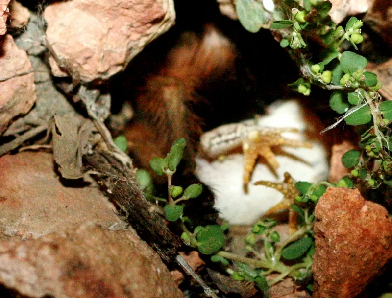 20393 spotted frog jumping