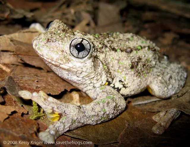 20393 spotted frog tadpoles