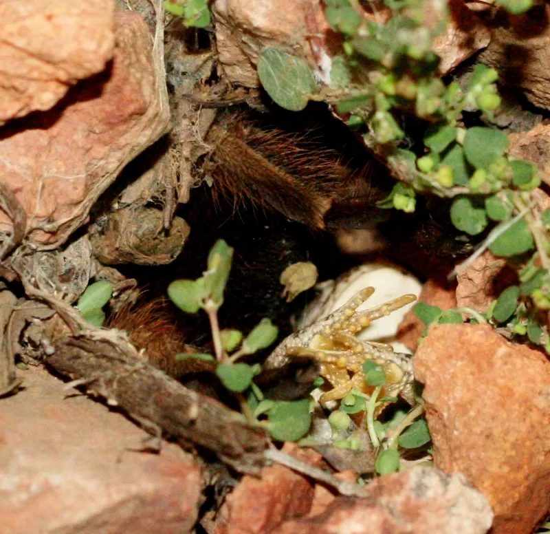 20393 tarantula and frog habitat
