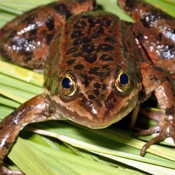 20393 tarantula eating